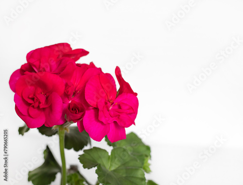 pelargonium-geranium flowers in a pot at home Floral decor. Spring flora. Caring for flowers. on a white background