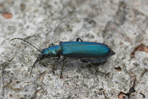 Closeup on a metallic bluish green European Flase blister beetle, Ischnomera cyanea sitting on wood