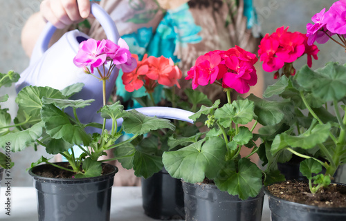 watering pelargonium-geranium flowers in a pot at home Floral decor. Spring flora. Caring for flowers.