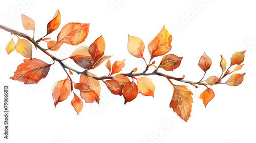 Harvest autumn branch on white background watercolor illustration with place. 
