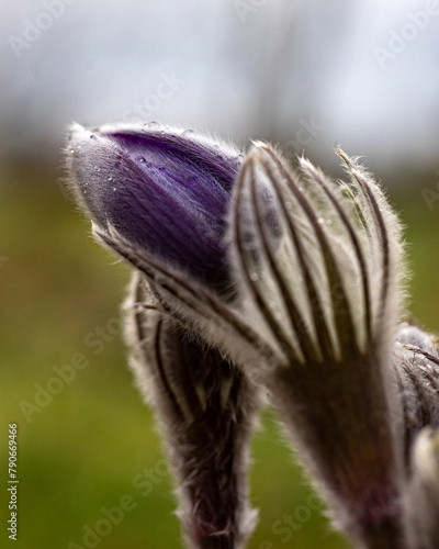 purple spring flowers, Pulsatilla patens in spring on a natural background