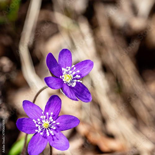 blue flowers, Hepatica in spring on a natural background