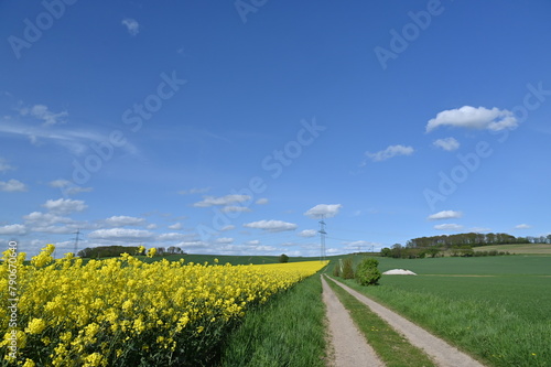 Feldweg neben einem blühenden Rapsfeld unter blauem Frühlingshimmel