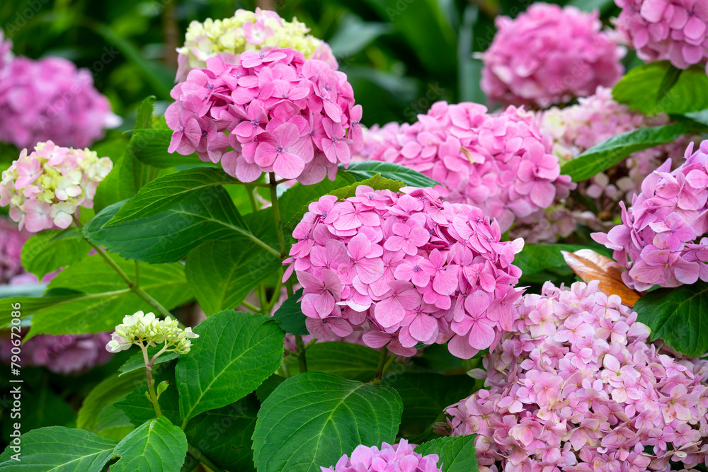 Hortensia (hydrangea) shrub with pink flowers Hortensia (hydrangea) shrub with pink flowers