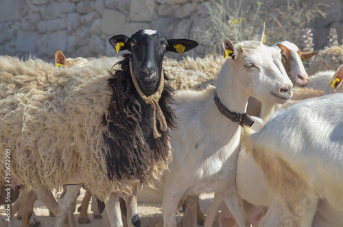 sheep and lambs on the vilage  photo