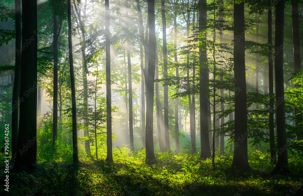 Obraz premium Sunny morning in the forest