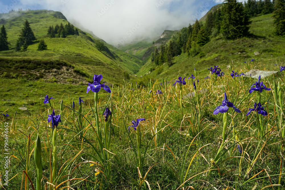 French Pyrenees landscape with purple flowers on meadow and mountains, popular hiking destination, France