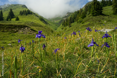 Obraz na płótnie French Pyrenees landscape with purple flowers on meadow and mountains, popular hiking destination, France w salonie