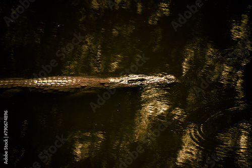 Nile crocodile swimming in the river water.