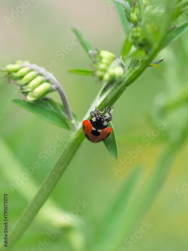 ナナホシテントウ