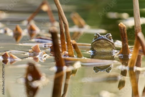 Foto Erdkröte, Bufo bufo im Teich