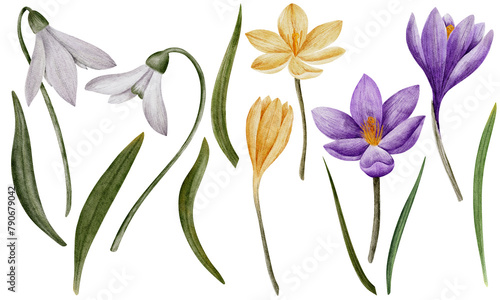 crocus and snowdrop flowers, watercolor art, isolated on white. Hand drawn botanical illustration. Elements for cards, logos, prints, wedding design.
