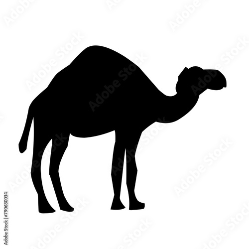 Camel illustration set on white background, vector, isolated,vector illustration.