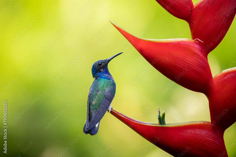 Obraz premium Violet-bellied Hummingbird perched on a heliconia flower
