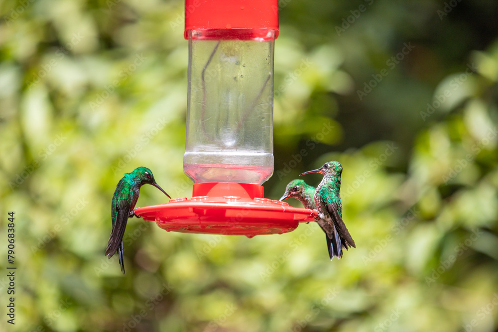 Obraz premium Hummingbirds and nectaries eat nectar from feeders
