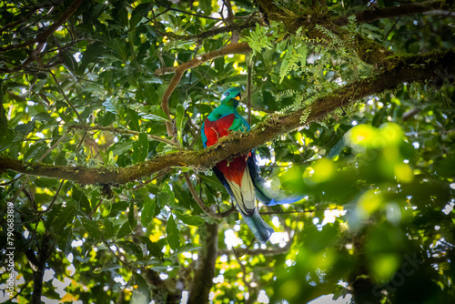 Quetzal bird sitting in a tree in the rainforest in Costa Rica, The most beautiful bird in the world photo
