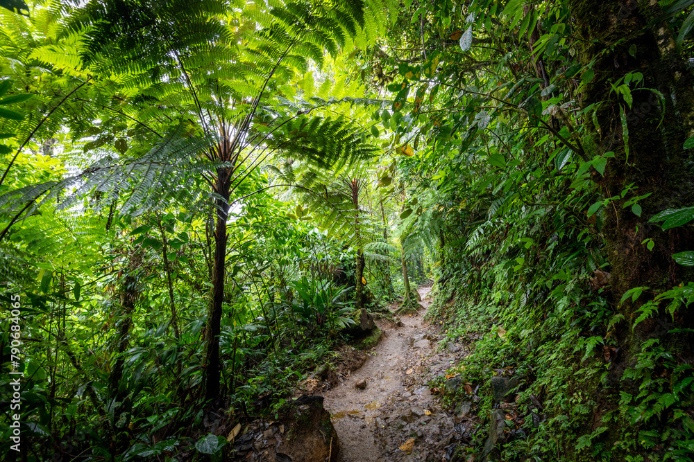 Beautiful green jungle, rainforest, Wet and mossy trees, Real nature, forest landscape, Natural environment Beautiful green jungle, rainforest, Wet and mossy trees, Real nature, forest landscape, Natural environment