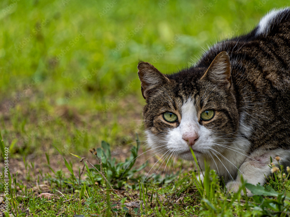 A cute grey and white stray cat on green grass, staring at the photographer. A cute grey and white stray cat on green grass, staring at the photographer.