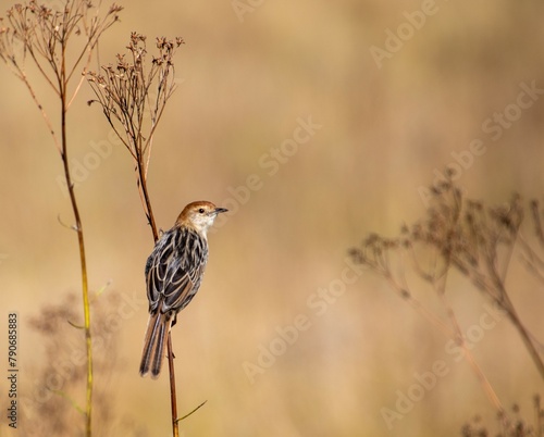 Levaillant's cisticola isolated on wild grass in the South African outdoors photo