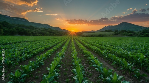 An expansive landscape with rows of Mexican street corn (Elote) fields stretching into the distance photo