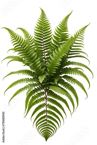 Boston Fern Nephrologist Exultate on white background