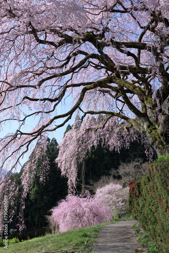 Wallpaper Mural 中越家のしだれ桜　山里を歩く　（高知県　仁淀川町） Torontodigital.ca
