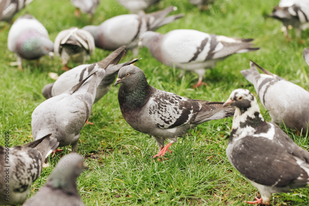 Group of pigeons background. Green grass lawn full of birds. Feeding pigeons with bread pieces. Many birds stick together in flock. Group of pigeons background. Green grass lawn full of birds. Feeding pigeons with bread pieces. Many birds stick together in flock.