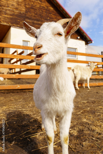 White Goat Standing on Field, selective focus. Vertical photo