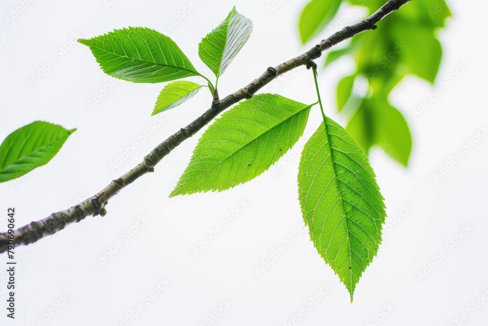 Leaf Tree. Green Tropical Tree Branch with Leaves Isolated in Natural Green Environment Leaf Tree. Green Tropical Tree Branch with Leaves Isolated in Natural Green Environment