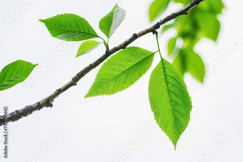 Leaf Tree. Green Tropical Tree Branch with Leaves Isolated in Natural Green Environment