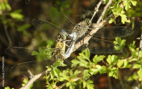 Black-tailed skimmer insects mate