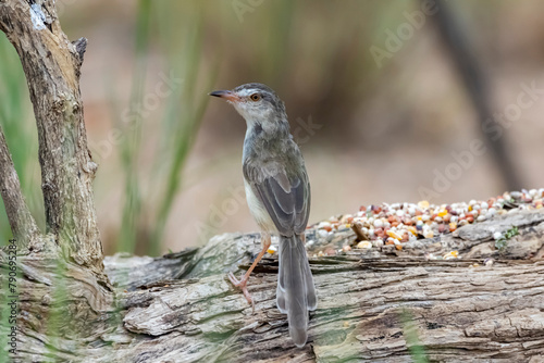 The Plain Prinia in nature photo