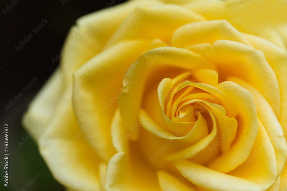 Yellow fully opened rose flower Yellow fully opened rose flower