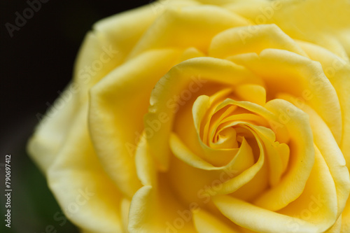 Yellow fully opened rose flower