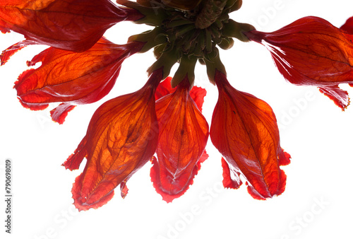 Red flowers of Spathodea campanulata, African tulip tree, isolated on white background 

