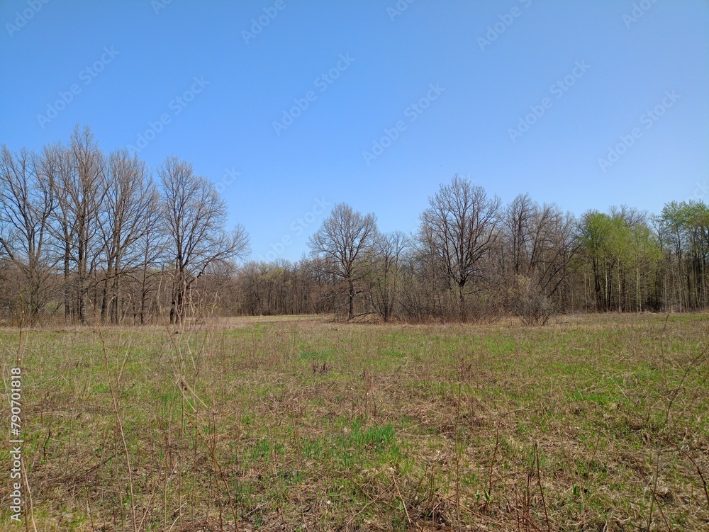 Obraz premium trees in the field