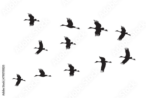 Flock of flying birds silhouettes isolated on white background. Vector illustration © Pixzot