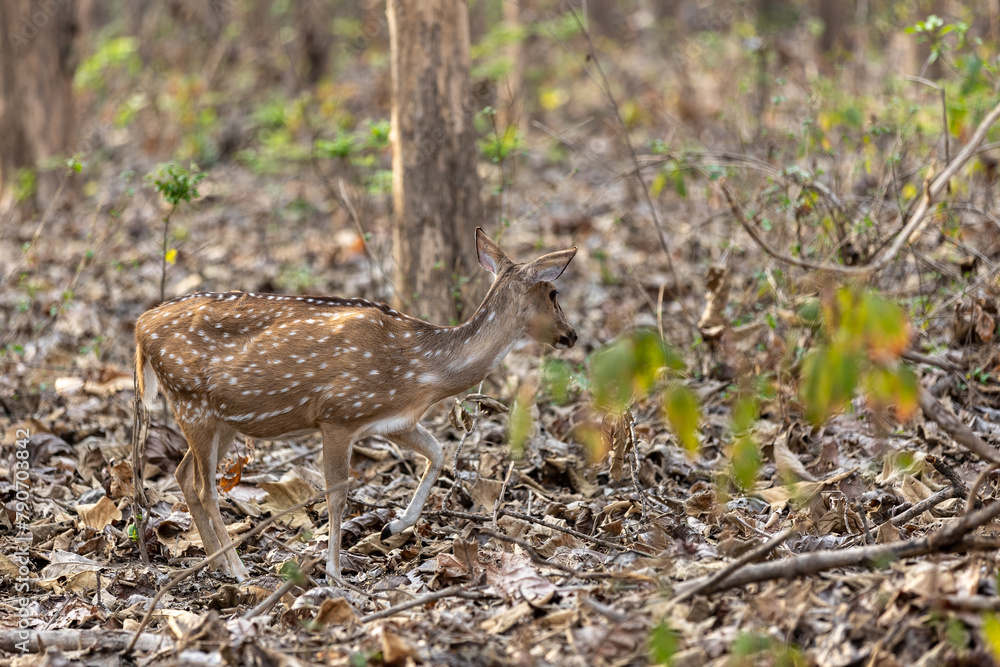Spotted Deer in the wild Spotted Deer in the wild