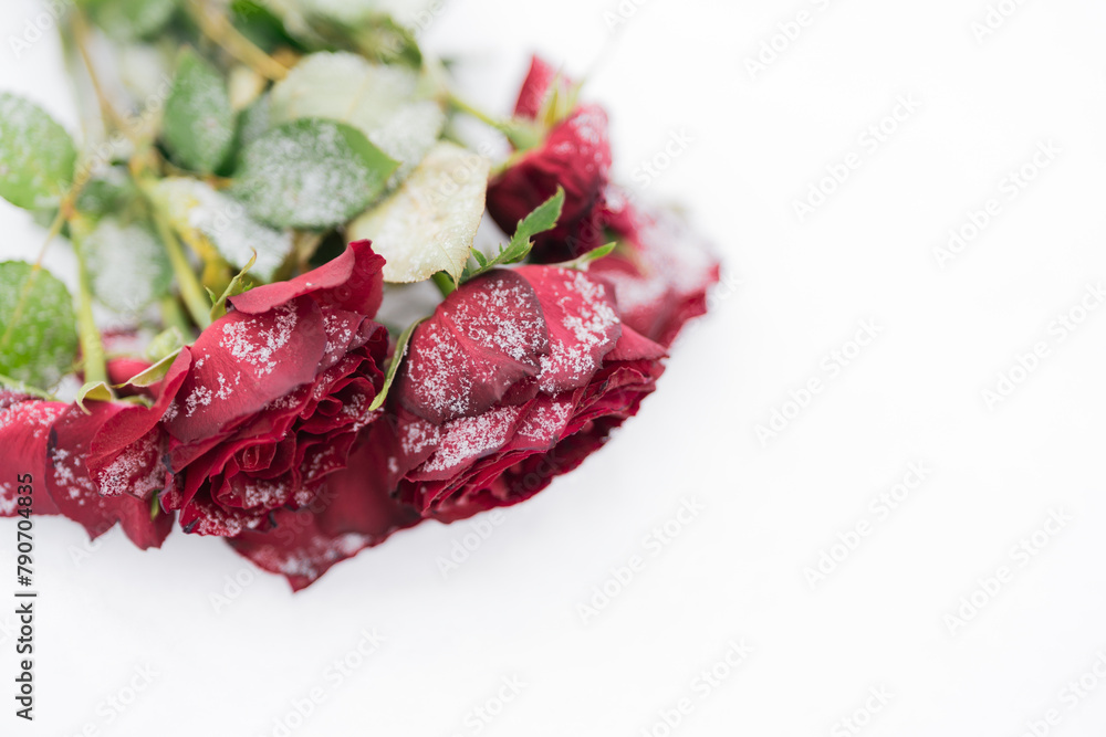Obraz premium Red roses frozen in the snow. To illustrate something that hurts, someone who is gone lost etc.