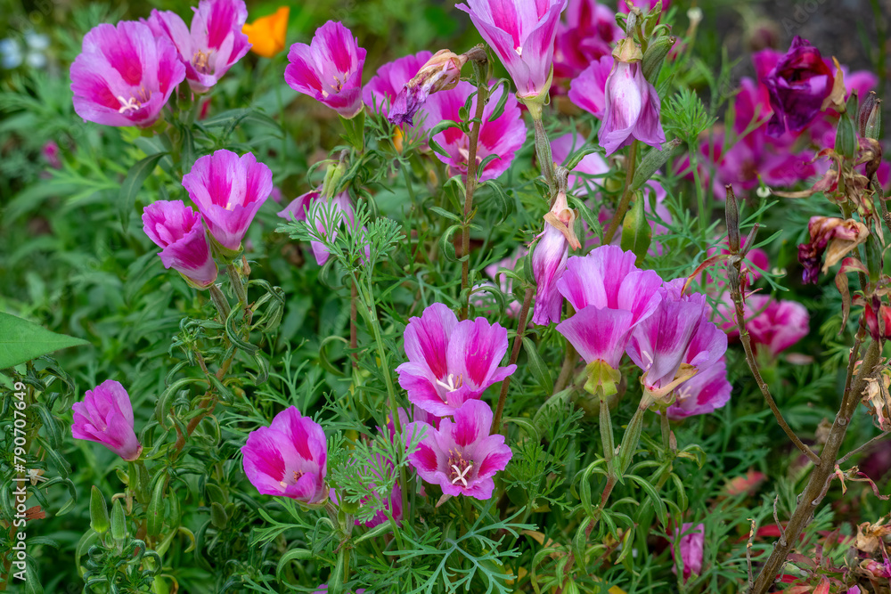 Flowering farewell to spring (clarkia amoena) in garden Flowering farewell to spring (clarkia amoena) in garden