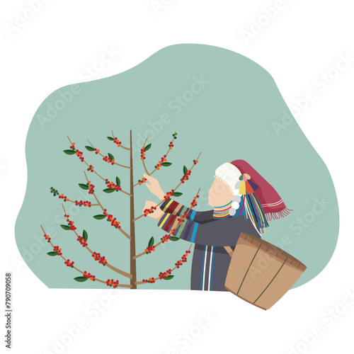 A hill tribe lady in the northern Thailand harvesting coffee bean in the farm. Vector illustration flat charactor design on white background