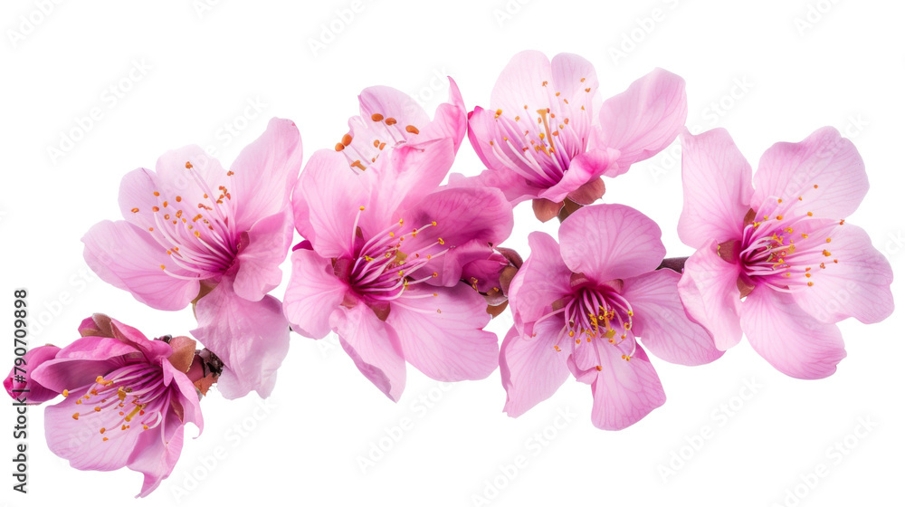 Pink blossom of a tree Pink blossom of a tree