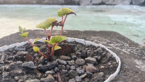 Young plant growing in a pot 