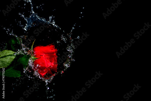 single red rose splashes into water.