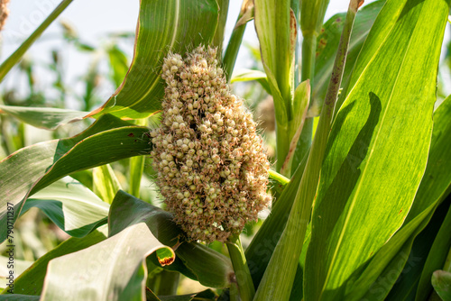 Foto Jowar or Sorghum