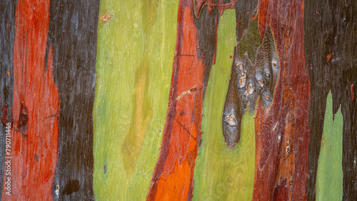 Closeup view of textured colorful bark of tropical tree eucalyptus deglupta aka rainbow eucalyptus, Mindanao gum or rainbow gum - a natural background photo