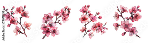 Watercolor cherry blossom  sakura set on transparent background.