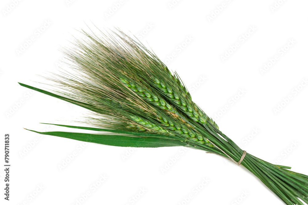 Ears of barley isolated on a white background, top view Ears of barley isolated on a white background, top view