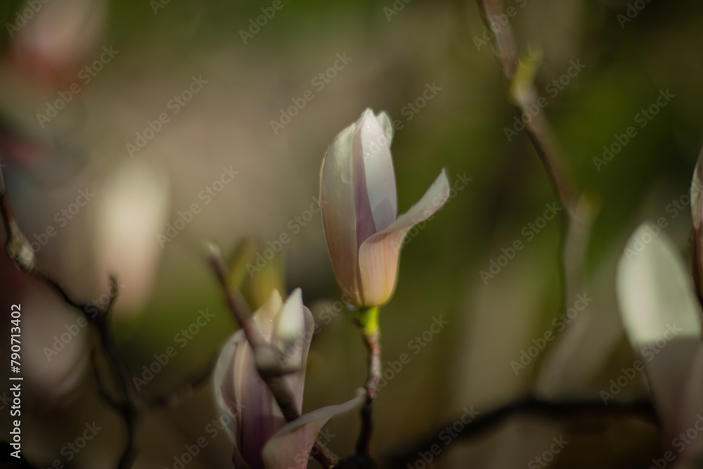 Blossoming magnolias and cherry blossoms paint a picturesque scene in the botanical garden. Blossoming magnolias and cherry blossoms paint a picturesque scene in the botanical garden.