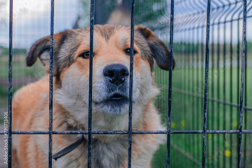 Portrait of dog in shelter behind fence waiting to be rescued and adopted to new